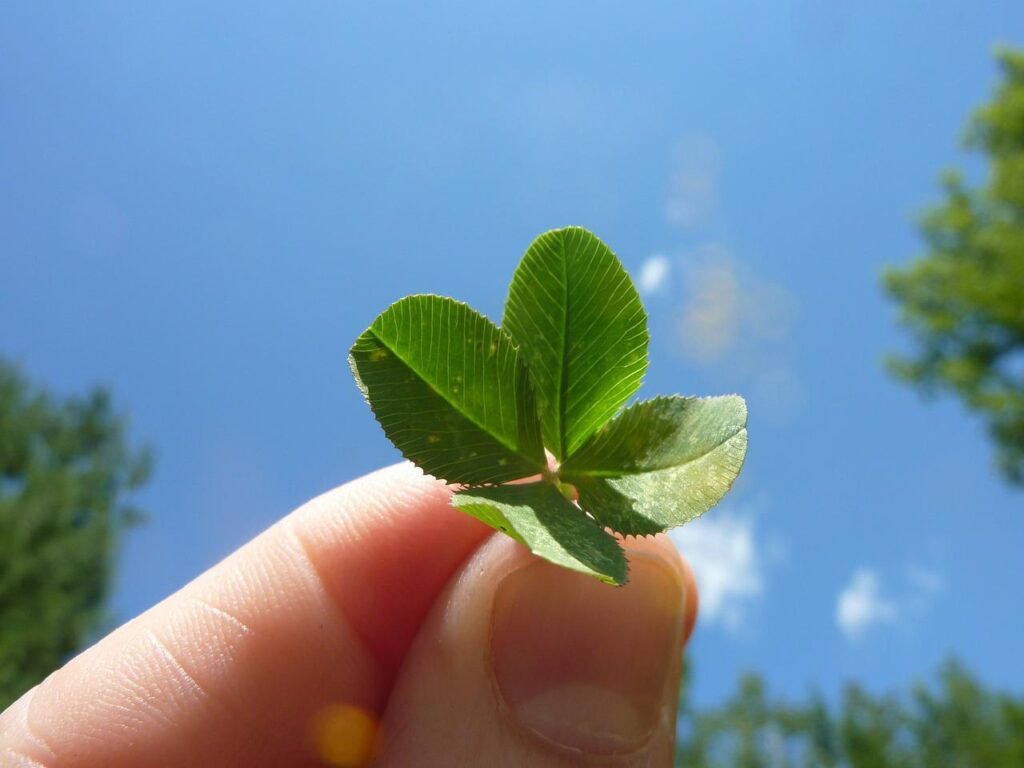 four leaf clover, clover, nature-19776.jpg